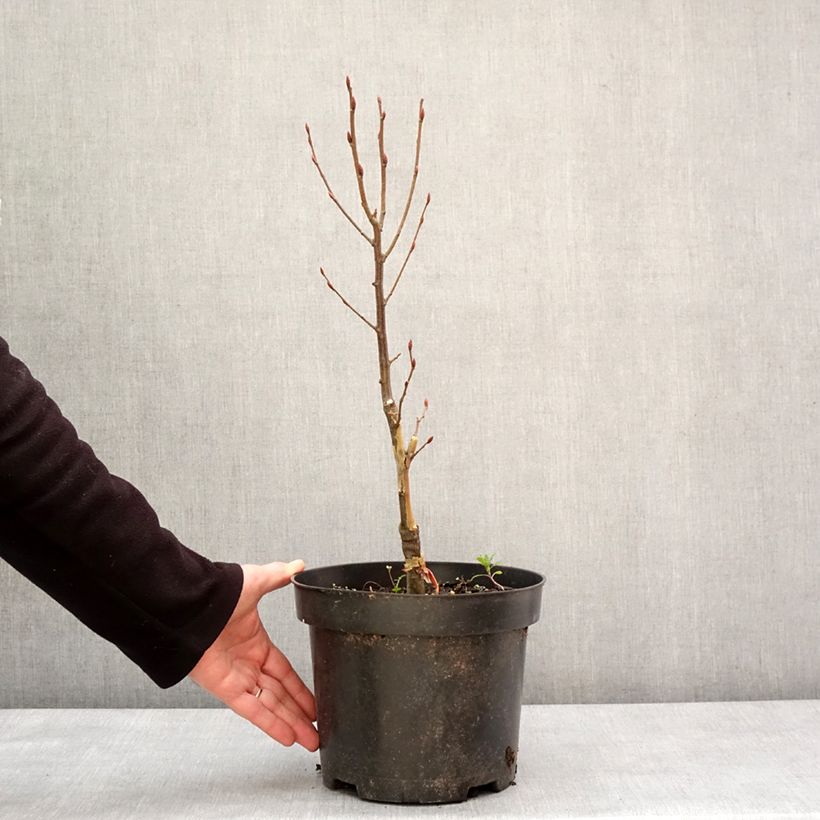 Carpinus betulus Globus 4L/5L pot sample as delivered in winter