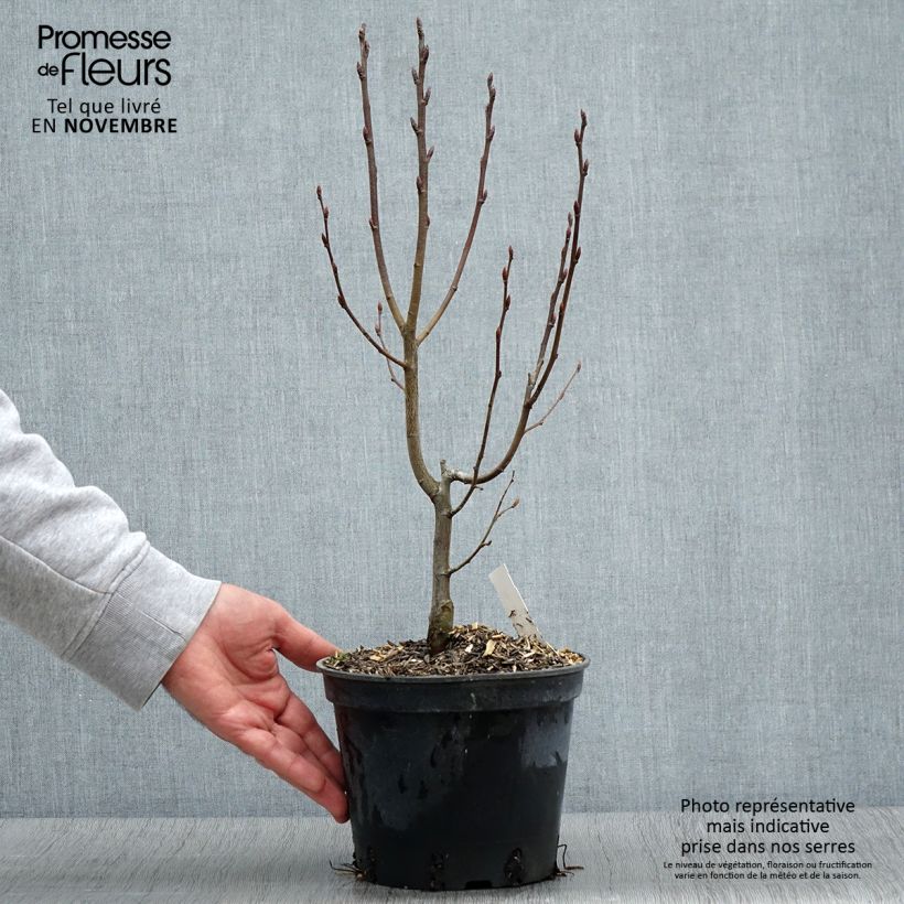 Carpinus betulus Monumentalis - Hornbeam 2L/3L pot sample as delivered in autumn