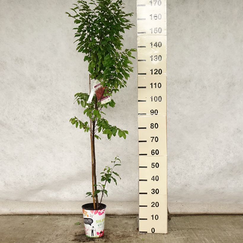 Carpinus betulus Orange Retz - Hornbeam 4L/5L pot sample as delivered in summer