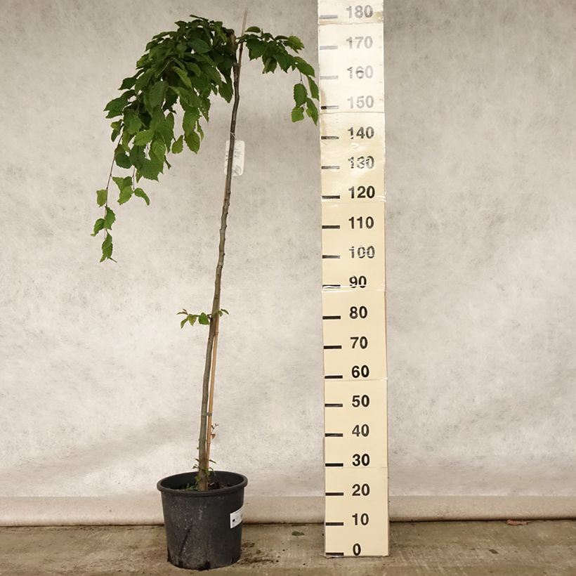 Carpinus betulus Pendula - Hornbeam 7.5L/10L pot sample as delivered in summer