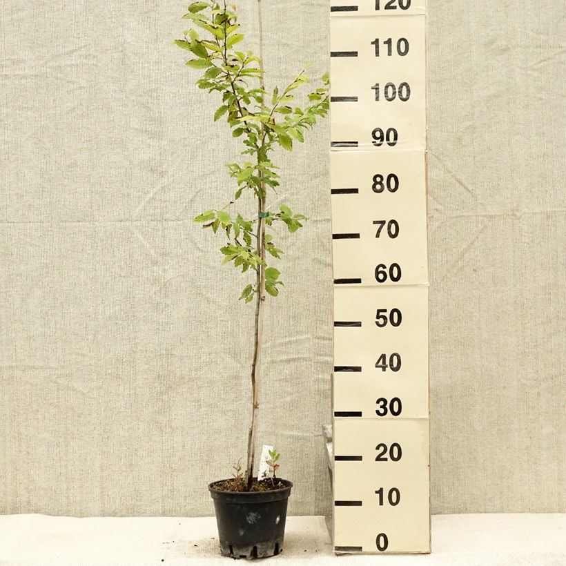 Carpinus betulus Quercifolia - Hornbeam 2L/3L pot sample as delivered in summer