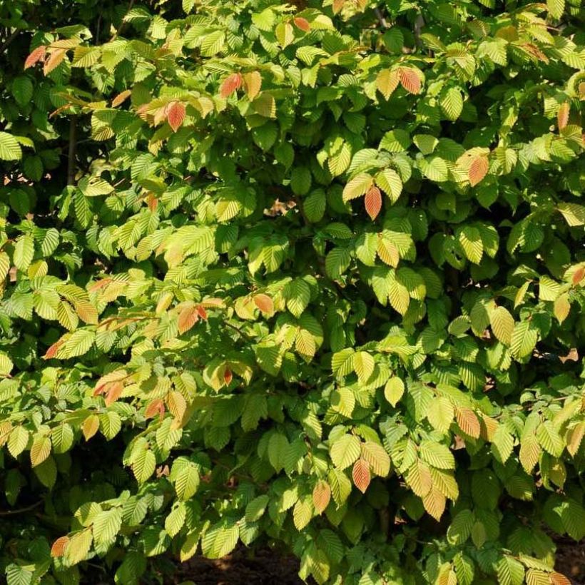 Carpinus betulus Stegemanns Primus - Hornbeam (Foliage)