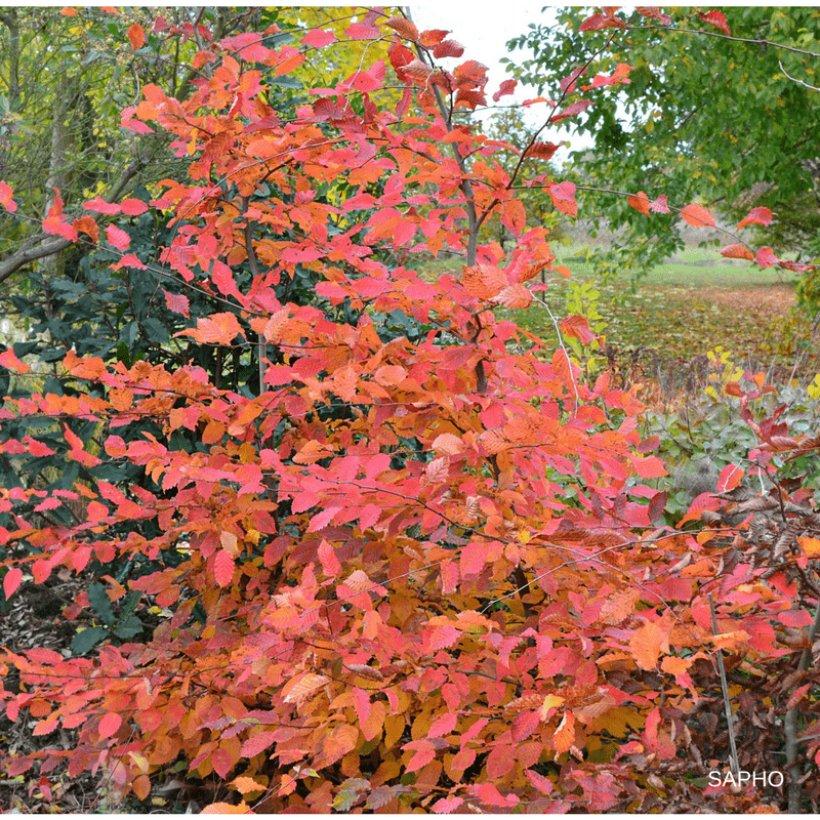 Carpinus betulus Rockhampton Red Lochglow - Hornbeam (Plant habit)