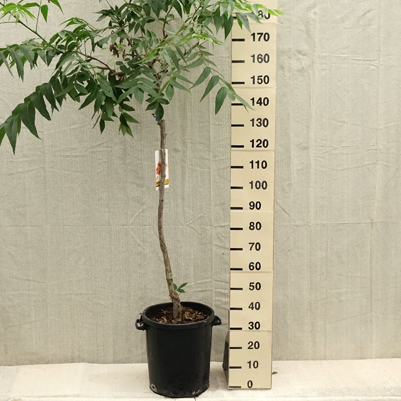Carya illinoinensis 20L/25L pot sample as delivered in summer