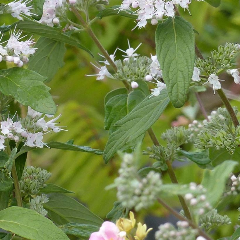 Caryopteris clandonensis Pink Perfection - Bluebeard (Foliage)