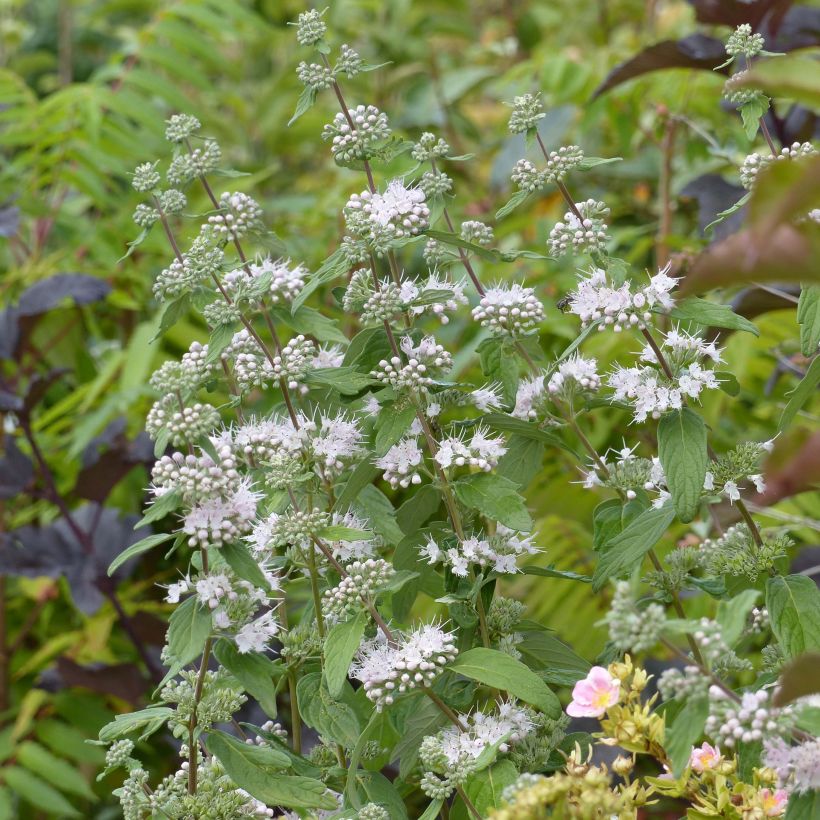 Caryopteris clandonensis Pink Perfection - Bluebeard (Flowering)