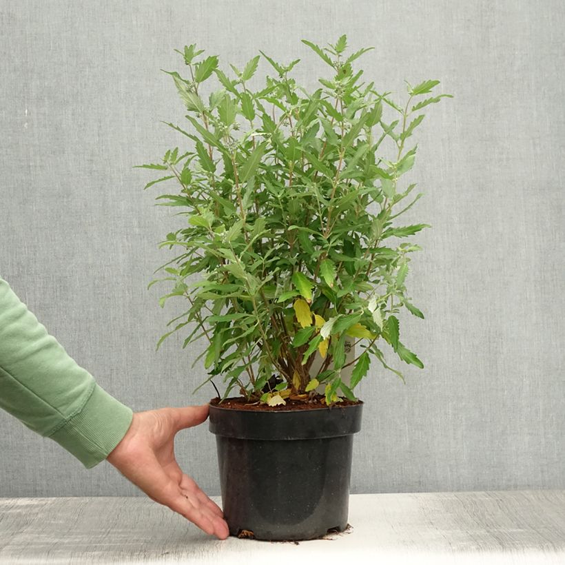 Caryopteris clandonensis Blue Balloon - Bluebeard 2L/3L pot sample as delivered in summer