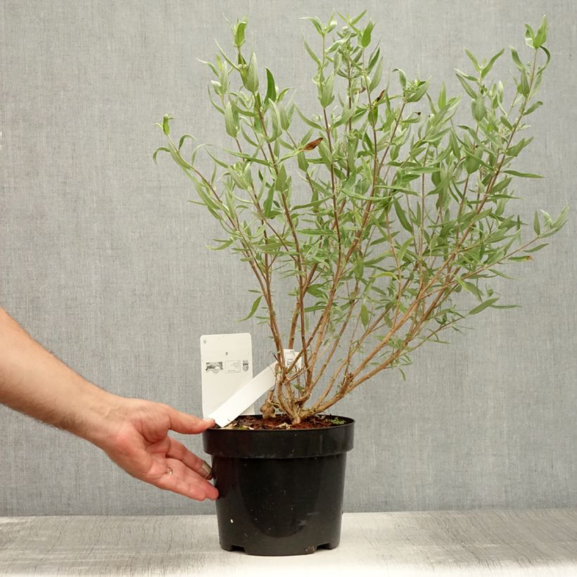 Caryopteris clandonensis First Choice - Bluebeard 2L/3L pot sample as delivered in summer