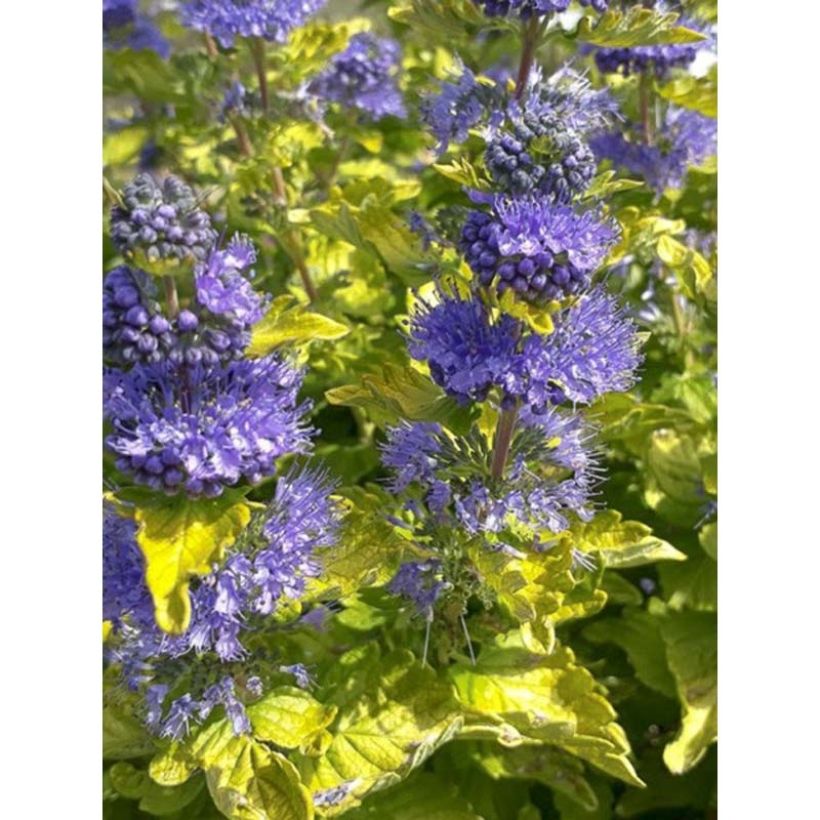 Caryopteris Good as Gold - Bluebeard (Flowering)