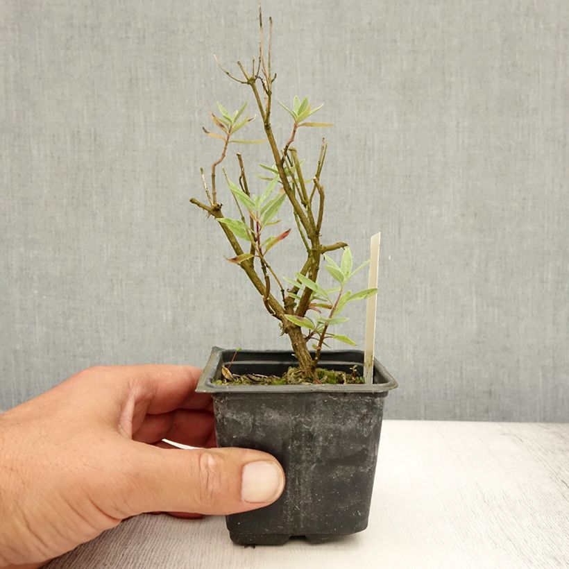 Caryopteris x clandonensis Kew Blue - Bluebeard 8/9 cm pot sample as delivered in summer