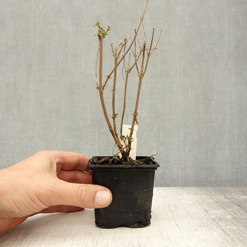Caryopteris clandonensis Stephi - Bluebeard 8/9 cm pot sample as delivered in autumn