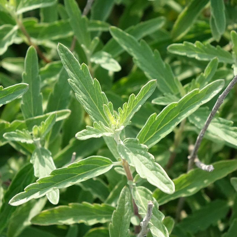 Caryopteris clandonensis Stephi - Bluebeard (Foliage)