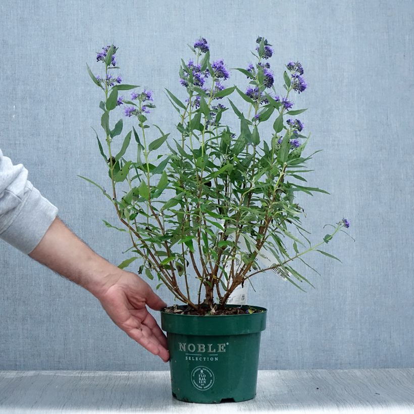 Caryopteris clandonensis Thetis - Bluebeard 2L/3L pot sample as delivered in summer