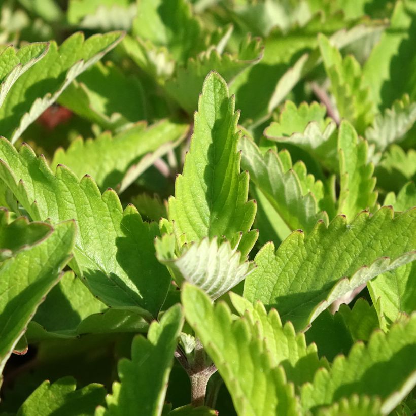 Caryopteris clandonensis Pavilion Pink - Bluebeard (Foliage)