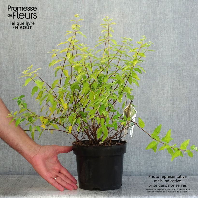 Caryopteris incana Sunny Blue - Bluebeard 2L/3L pot sample as delivered in summer