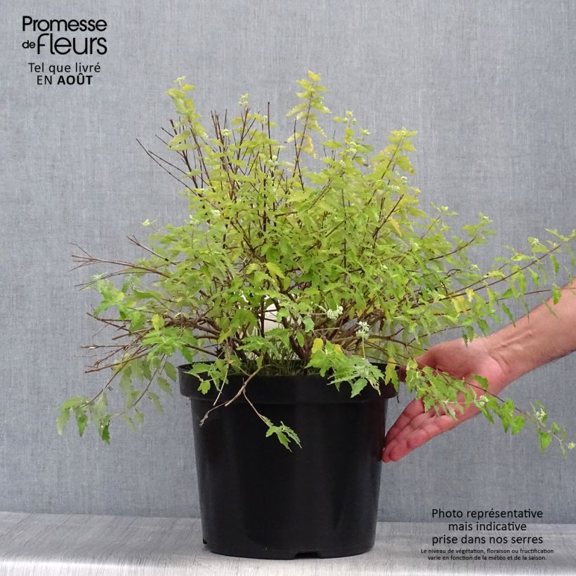 Caryopteris incana Sunshine Blue - Bluebeard 7.5L/10L pot sample as delivered in summer