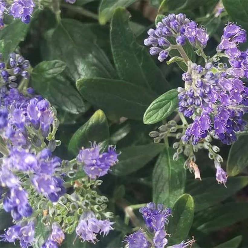 Caryopteris clandonensis Petit Bleu - Bluebeard (Foliage)