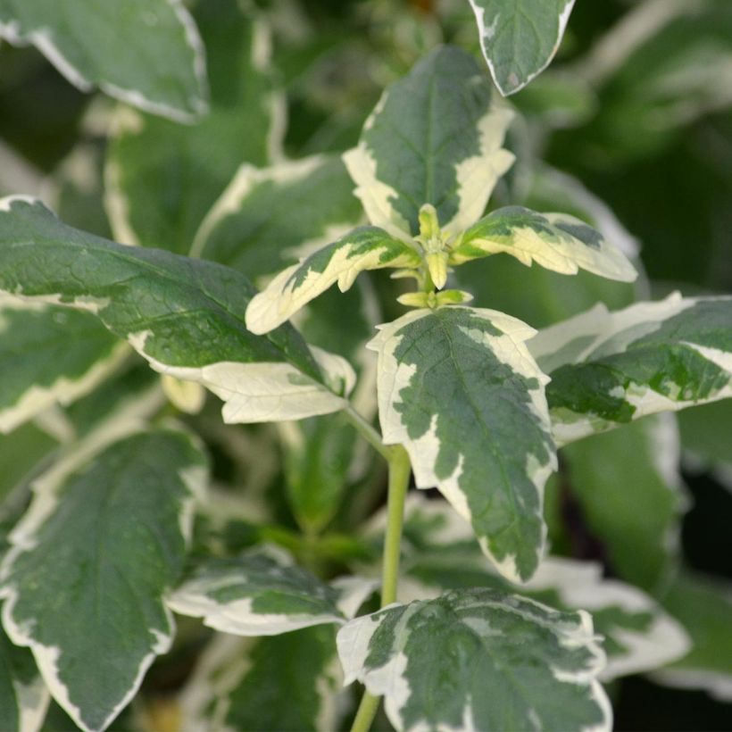 Caryopteris clandonensis White Surprise - Bluebeard (Foliage)