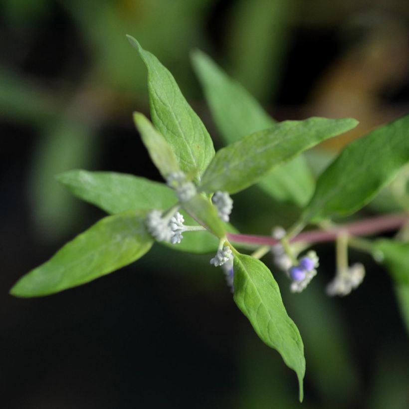 Caryopteris clandonensis Worcester Gold - Bluebeard (Foliage)