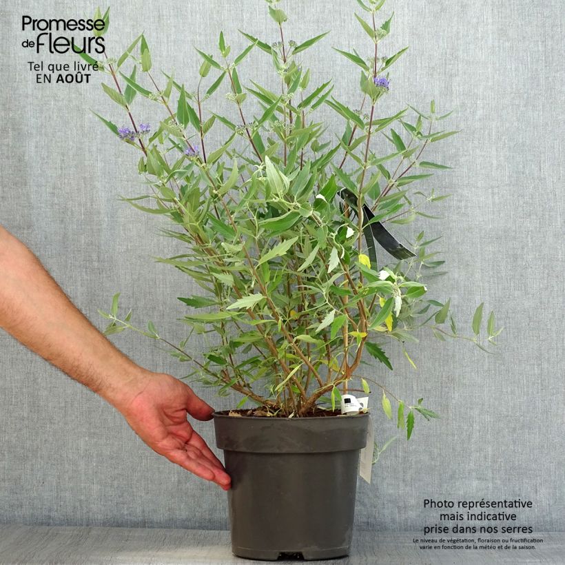 Caryopteris clandonensis Blauer Spatz - Bluebeard 3L/4L pot sample as delivered in summer