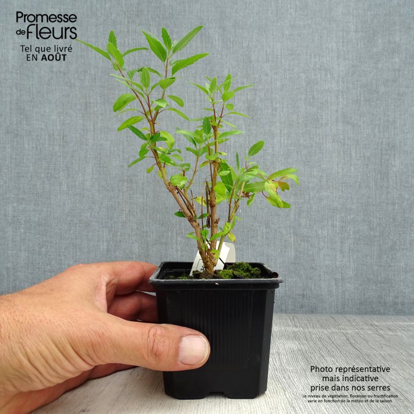 Caryopteris clandonensis Camara Dark Blue - Bluebeard 8/9 cm pot sample as delivered in summer