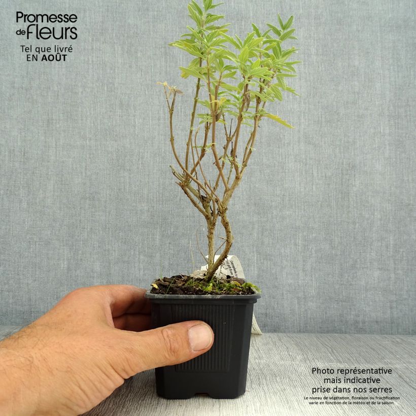 Caryopteris clandonensis Pavilion Pink - Bluebeard 8/9 cm pot sample as delivered in summer