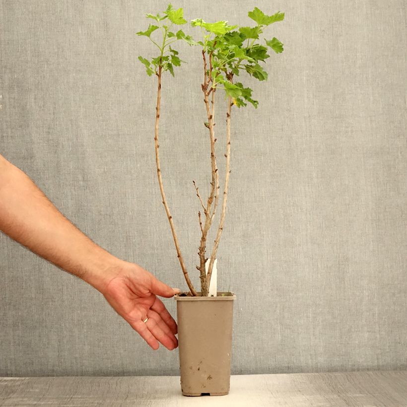 Jostaberry ConfiBerry Jodeli 1.5L/2L pot, Bush sample as delivered in summer