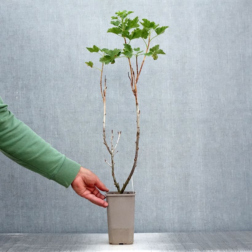 Jostaberry ConfiBerry Jofruti 1.5L/2L pot, Bush sample as delivered in summer