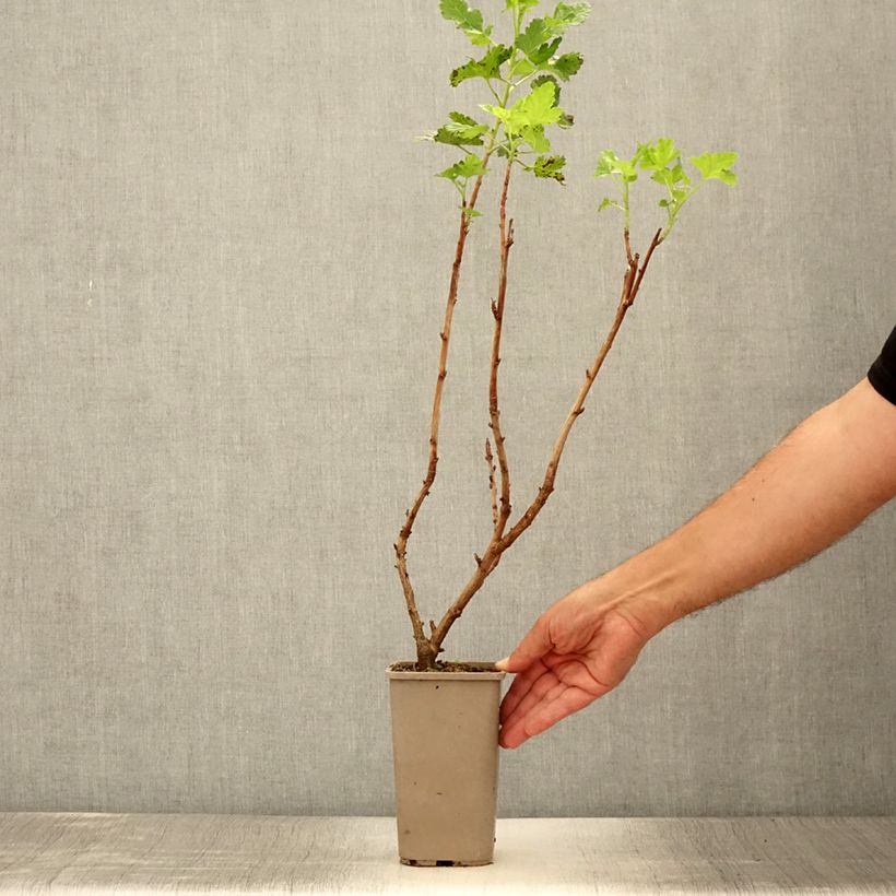 Jostaberry ConfiBerry Jogusto 1.5L/2L pot, Bush sample as delivered in summer