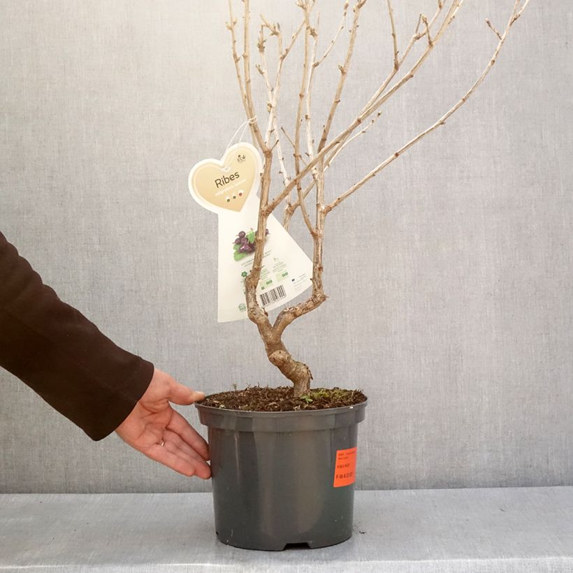 Ribes nidigrolaria Jostaberry 4L/5L pot sample as delivered in winter