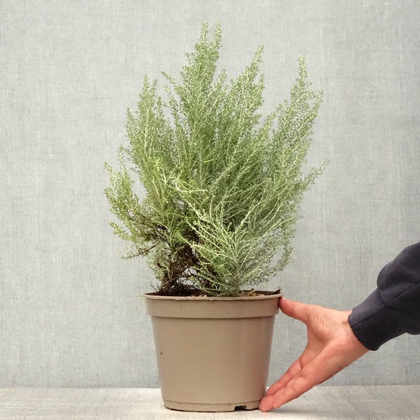 Cassinia retorta Ward Silver 3L/4L pot sample as delivered in summer