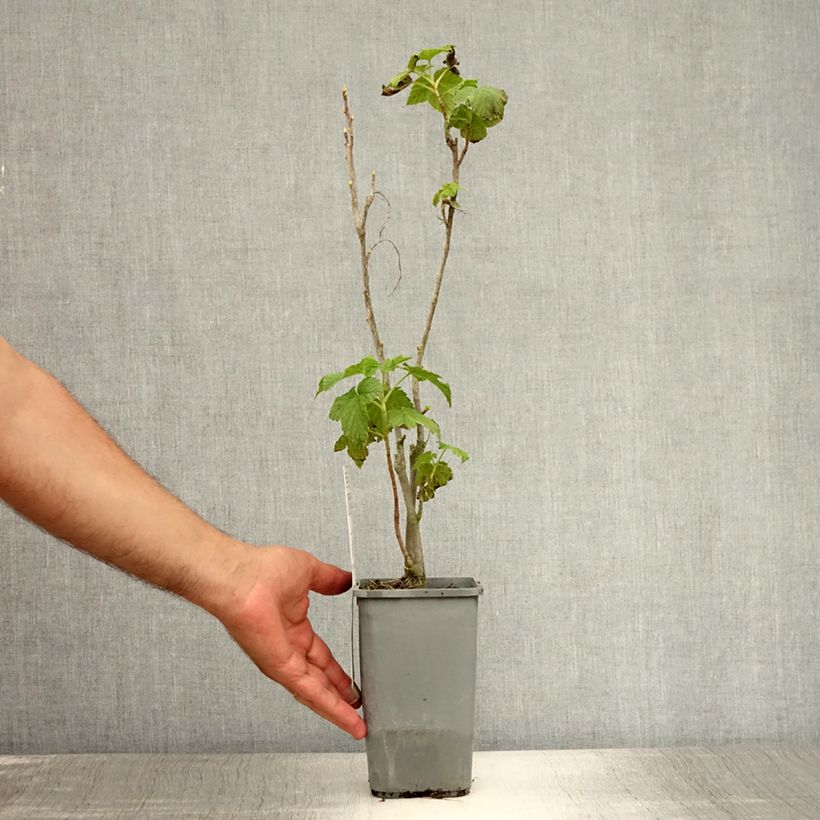 Blackcurrant Organic Andega - Ribes nigrum 1.5L/2L pot, Bush sample as delivered in summer