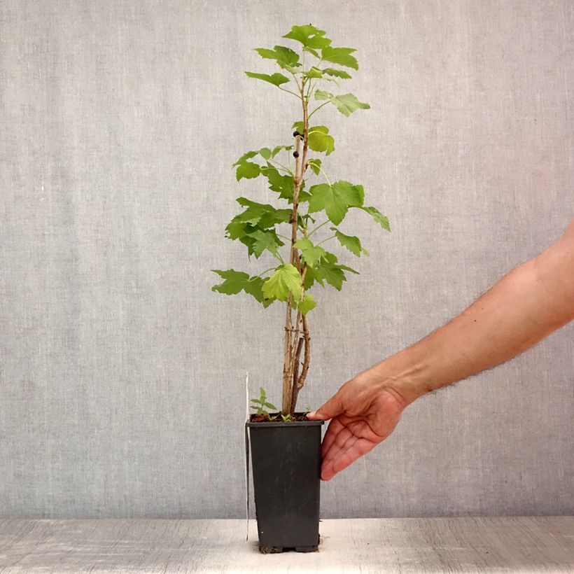 Blackcurrant Ben Nevis - Ribes nigrum 1.5L/2L pot, Bush sample as delivered in summer