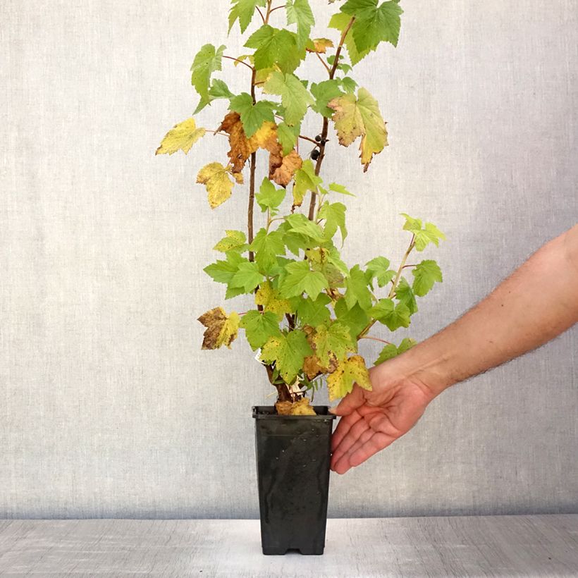 Blackcurrant Black Down - Ribes nigrum 1L/1.5L pot, Bush sample as delivered in summer