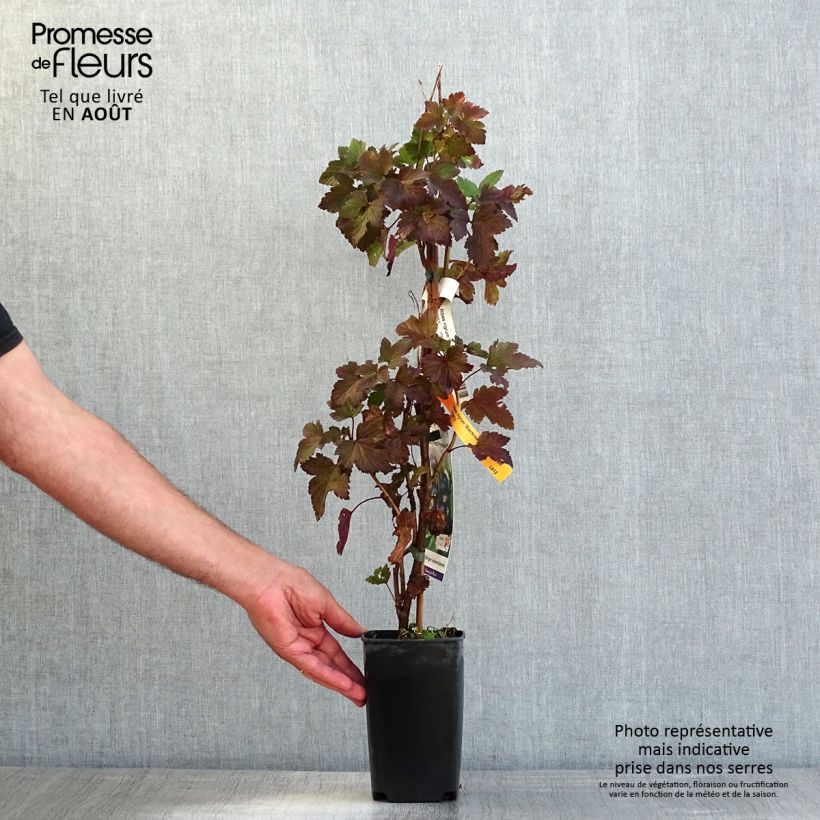 Blackcurrant Black'n Red Premiere - Ribes nigrum 1.5L/2L pot, Bush sample as delivered in summer
