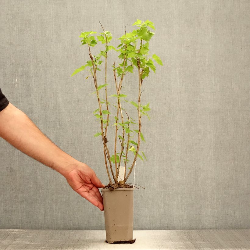 Ribes nigrum Cassisima® Blackbells® 1.5L/2L pot sample as delivered in summer