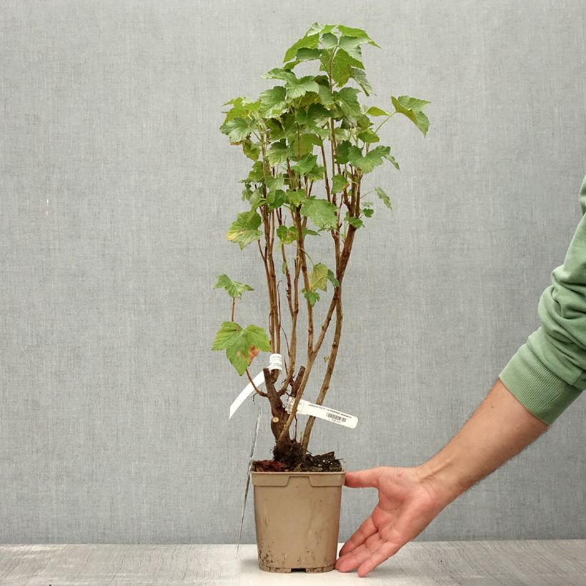 Blackcurrant Perles d'Auvergne - Georges Delbard 2L/3L pot, Bush sample as delivered in summer