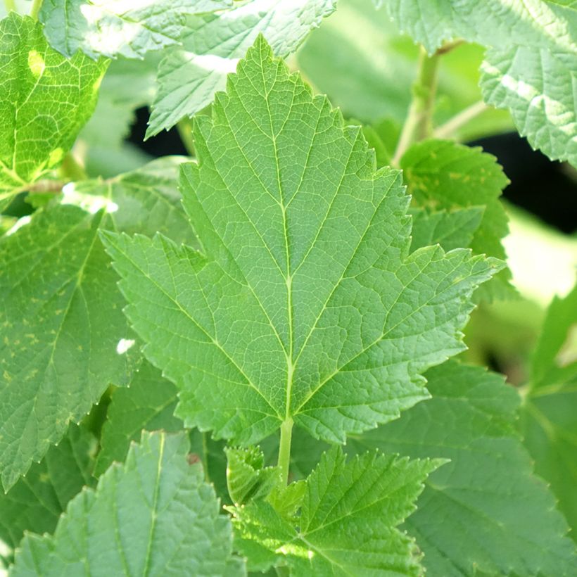 Blackcurrant Perles d'Auvergne - Georges Delbard (Foliage)