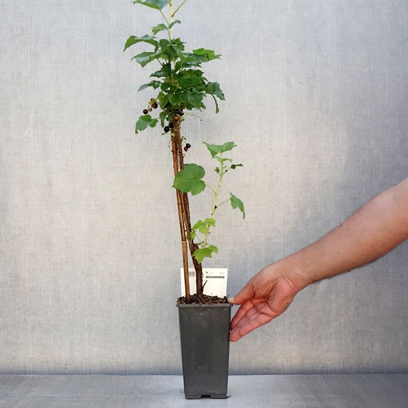 Blackcurrant Titania - Ribes nigrum 1.5L/2L pot, Bush sample as delivered in summer