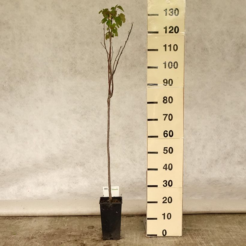 Blackcurrant Titania - Ribes nigrum 1.5L/2L pot sample as delivered in summer