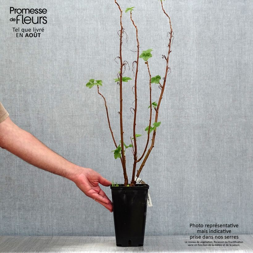 Blackcurrant Troll - Ribes nigrum 2L/3L pot, Bush sample as delivered in summer
