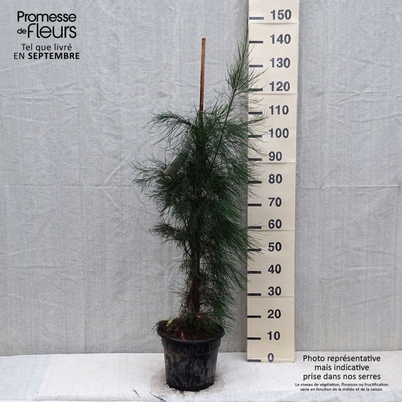 Casuarina equisetifolia 7.5L/10L pot sample as delivered in autumn
