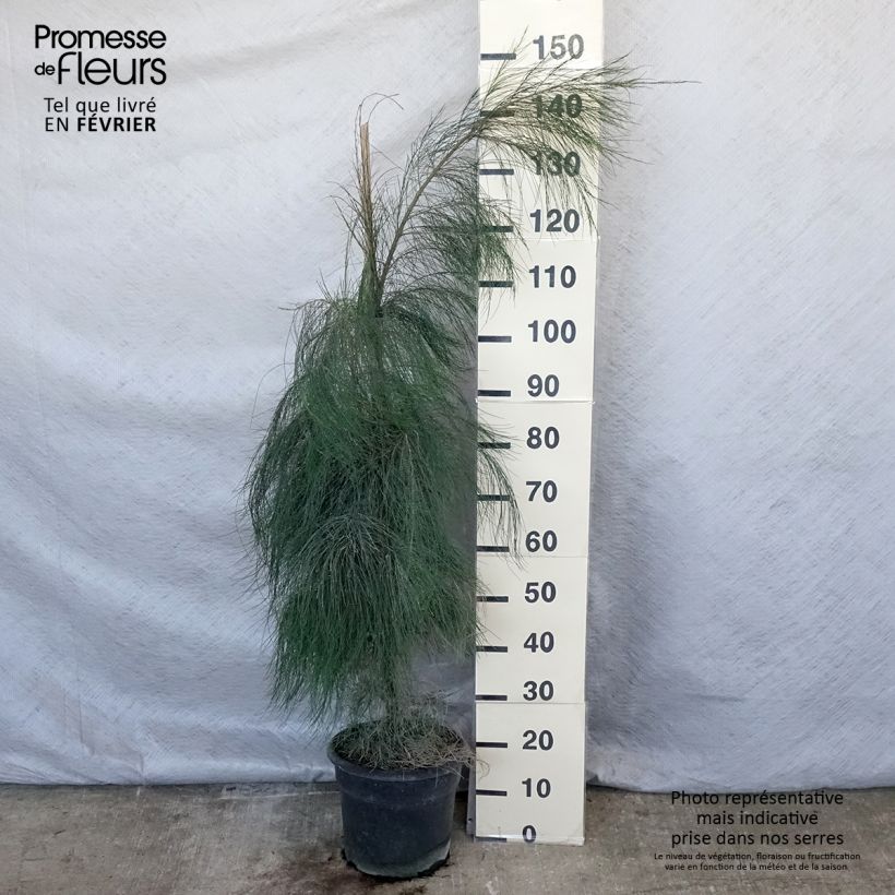 Casuarina equisetifolia - Filao, Pin australien - Pot de 7,5L/10L sample as delivered in winter