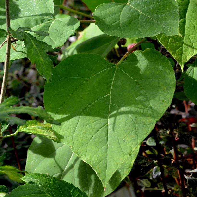 Catalpa bignonioides Aurea (Foliage)