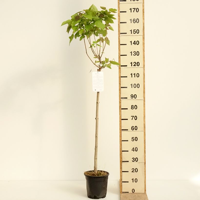 Catalpa bignonioides Nana 7.5L/10L pot sample as delivered in spring