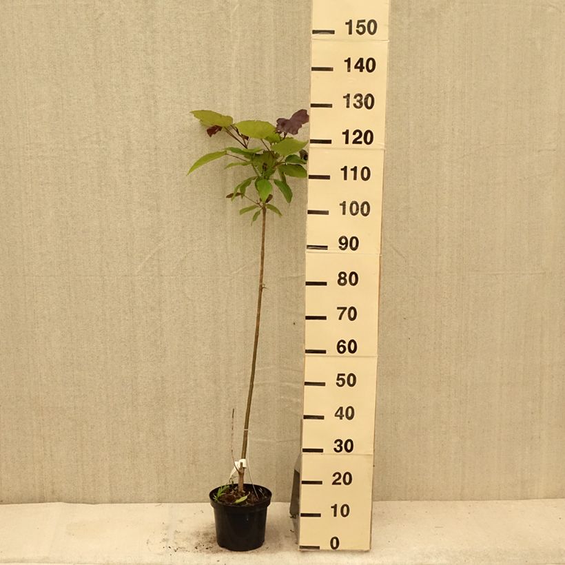 Catalpa erubescens Purpurea 3L/4L pot sample as delivered in summer
