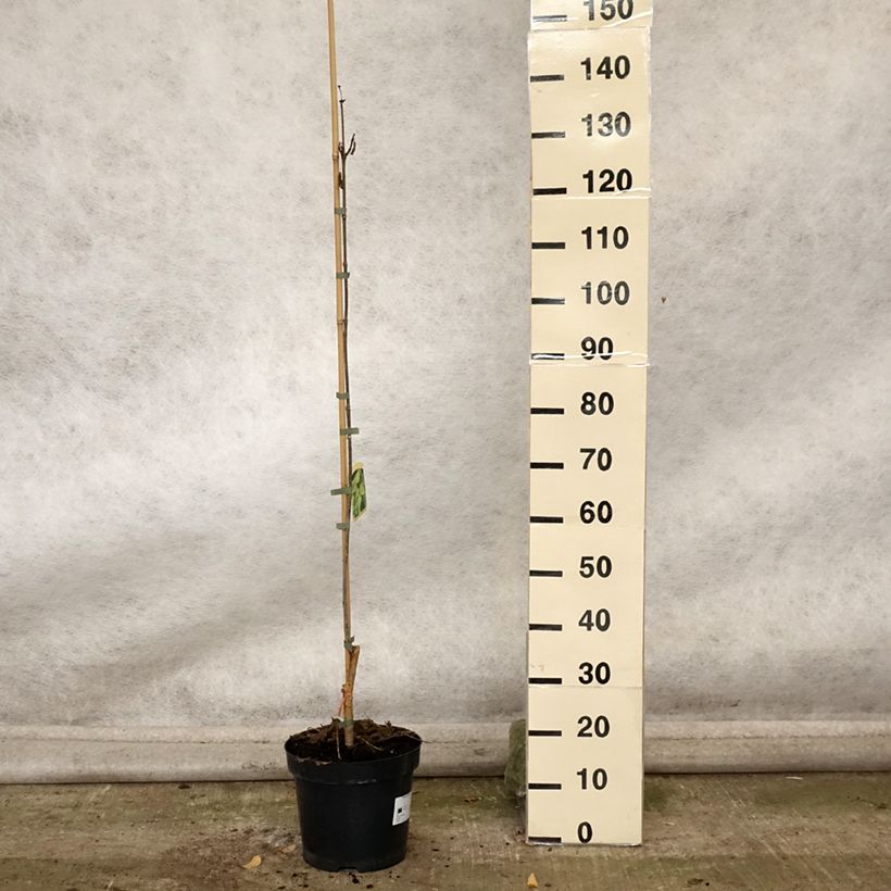Catalpa speciosa pulverulenta 7.5L/10L pot sample as delivered in autumn