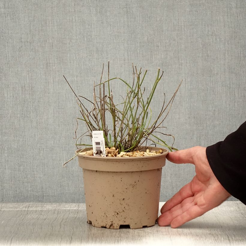 Catananche caerulea 2L/3L pot sample as delivered in autumn