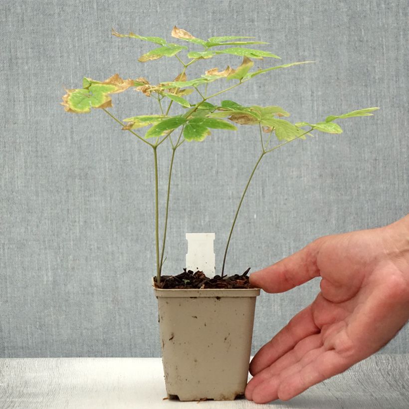 Caulophyllum thalictroides 8/9 cm pot sample as delivered in summer