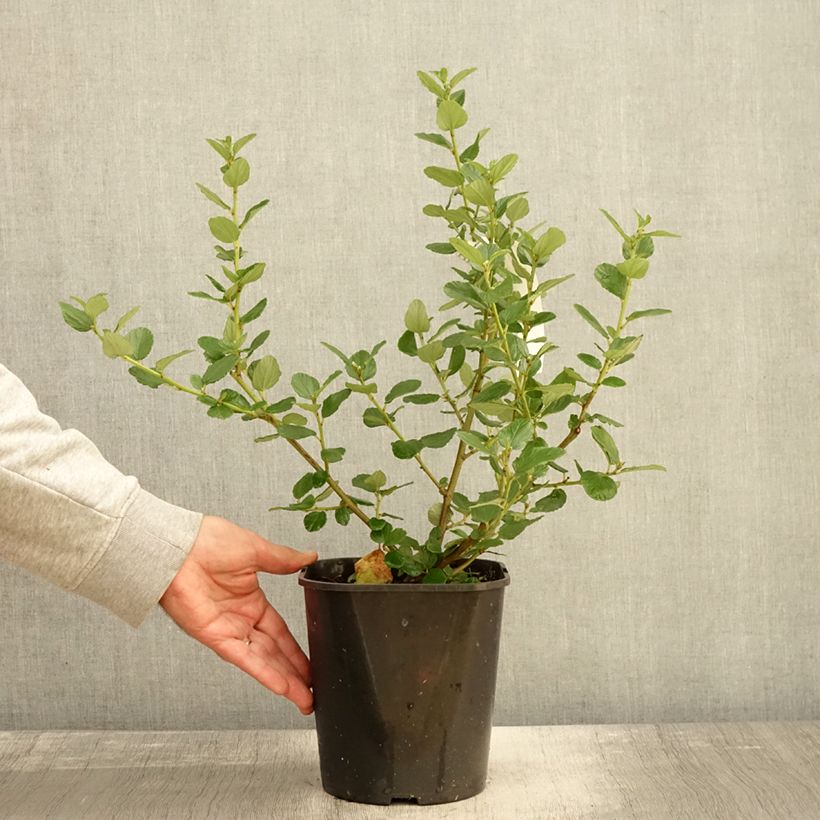 Ceanothus Trewithen Blue - California Lilac 4L/5L pot sample as delivered in autumn